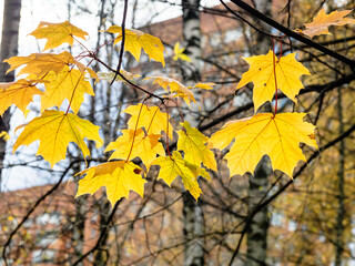 yellow wet leaves of maple trees and blurred birch trees and high-rise apartment house in city on rainy autumn day (focus on leaves on foreground)