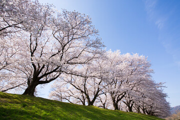 Obraz premium 京都八幡市背割堤の桜並木
