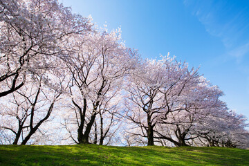 Obraz premium 京都八幡市背割堤の桜並木