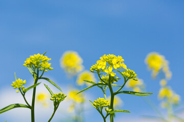 菜の花