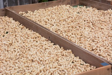 Drying work after harvesting peanuts.