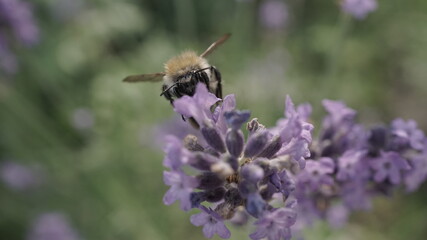 bumblebee on lavender flower