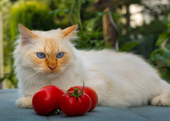 White fluffy cat watching a bunch of tomatoes