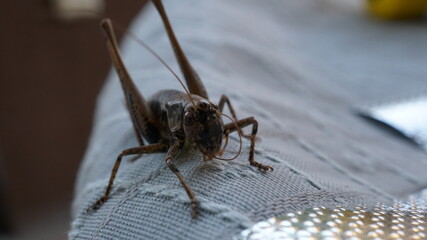 grasshopper on wood