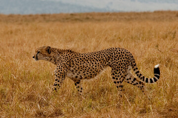 Creatures of the savannah during a safari, Serengeti, Amboseli and Tsavo national park, Kenya, Africa