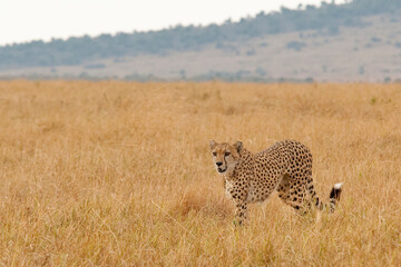 Creatures of the savannah during a safari, Serengeti, Amboseli and Tsavo national park, Kenya,...