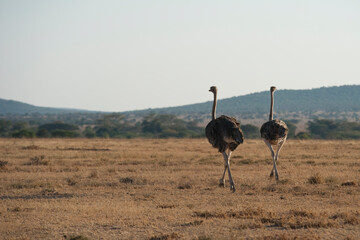Naklejka premium Creatures of the savannah during a safari, Serengeti, Amboseli and Tsavo national park, Kenya, Africa