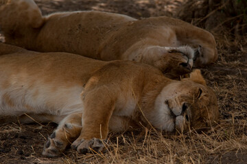 Creatures of the savannah during a safari, Serengeti, Amboseli and Tsavo national park, Kenya, Africa