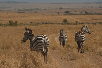 Fototapeta na wymiar Creatures of the savannah during a safari, Serengeti, Amboseli and Tsavo national park, Kenya, Africa