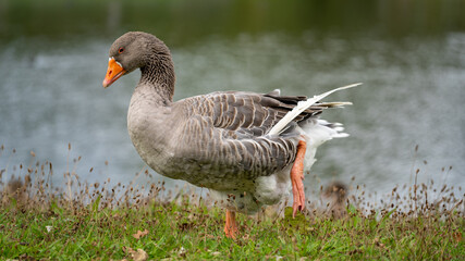 goose  on land