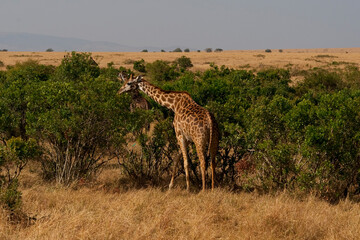Creatures of the savannah during a safari, Serengeti, Amboseli and Tsavo national park, Kenya, Africa