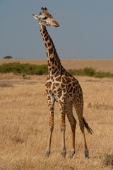 Creatures of the savannah during a safari, Serengeti, Amboseli and Tsavo national park, Kenya, Africa