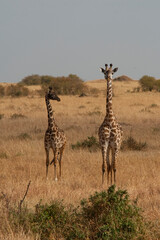Creatures of the savannah during a safari, Serengeti, Amboseli and Tsavo national park, Kenya, Africa