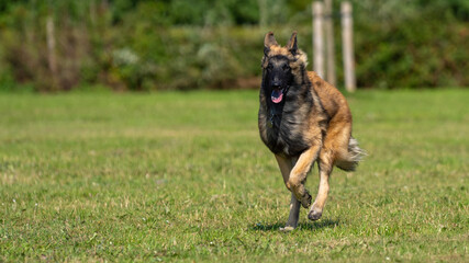 Tervuren dog in the park