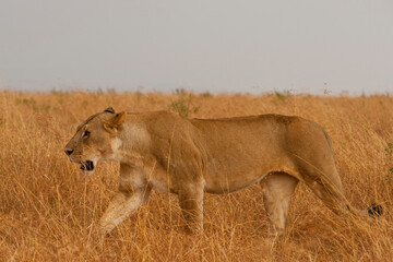 Creatures of the savannah during a safari, Serengeti, Amboseli and Tsavo national park, Kenya, Africa