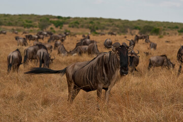 Fototapeta na wymiar Creatures of the savannah during a safari, Serengeti, Amboseli and Tsavo national park, Kenya, Africa