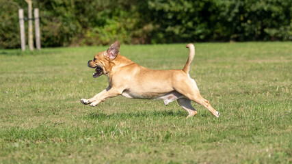 dog running in the park