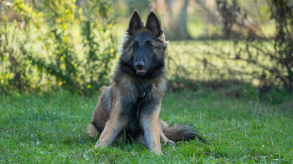german shepherd dog
