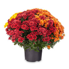 Autumn Chrysanthemum flowers