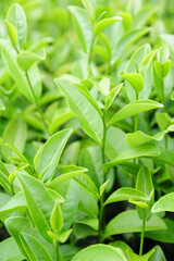 Green tea leaves in a tea plantation in morning