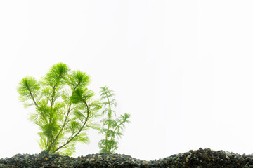 ガラスのアクア水槽