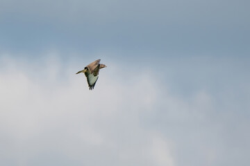 One common buzzard bird, bird of pray, buteo buteo, in flight against a blue and white sky