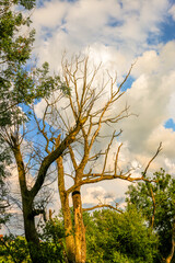 Nice tree view in the forest