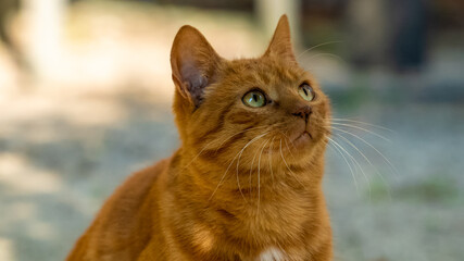 Cat looking at birds