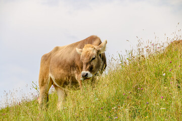 Brown Cow on the grassfield beautiful view