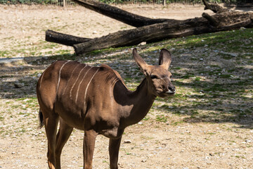 The common eland, Taurotragus oryx is a savannah antelope