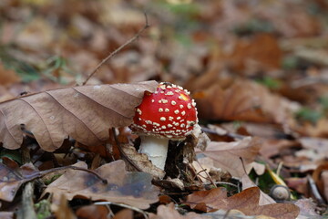 Closeup of amanita muscaria mushroom in forest