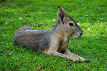 Patagonian Mara, Dolichotis patagonum are large relatives of guinea pigs