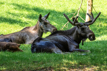 European Moose, Alces alces, also known as the elk