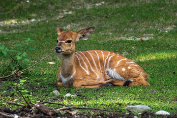 Baby Nyala Antelope - Tragelaphus angasii. Wild life animal.