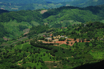 Fototapeta na wymiar Beautiful landscape Tea Plantation scenic on highland. Doi Mae Salong, Chiang Rai, Thailand.