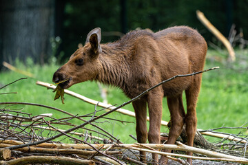 European Moose, Alces alces, also known as the elk