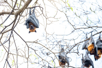 fruit bat on the tree in Thailand.