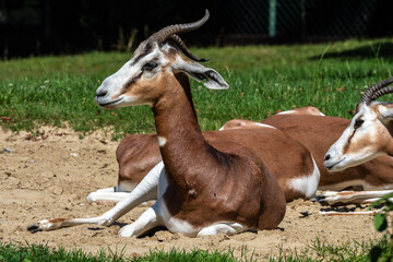 Dama gazelle, Gazella dama mhorr or mhorr gazelle is a species of gazelle