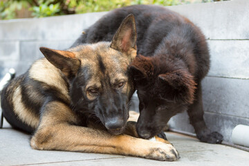 Twee herderpups spelen met katronen rol