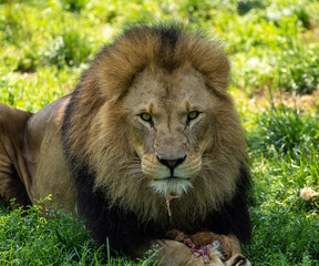 The lion, Panthera leo is one of the four big cats in the genus Panthera