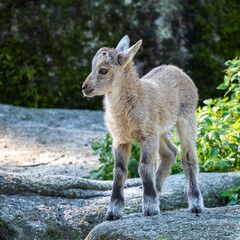 Naklejka na ściany i meble Young baby mountain ibex or capra ibex on a rock