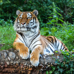 The Siberian tiger,Panthera tigris altaica in a park