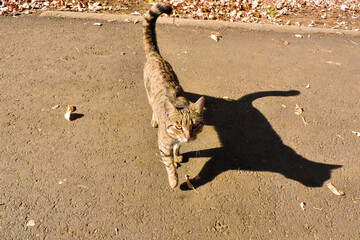 Street tabby cat and long shadow on the road.