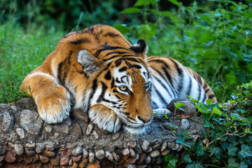 The Siberian tiger,Panthera tigris altaica in a park