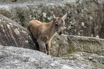 Young baby mountain ibex or capra ibex on a rock