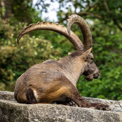 Male mountain ibex or capra ibex on a rock