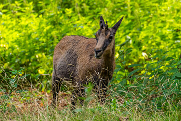 Apennine chamois, Rupicapra pyrenaica ornata, is living in Italy and Spain