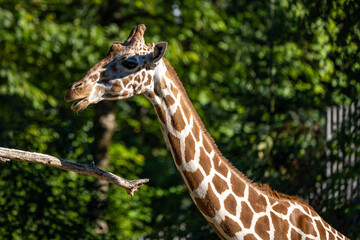 The giraffe, Giraffa camelopardalis is an African mammal