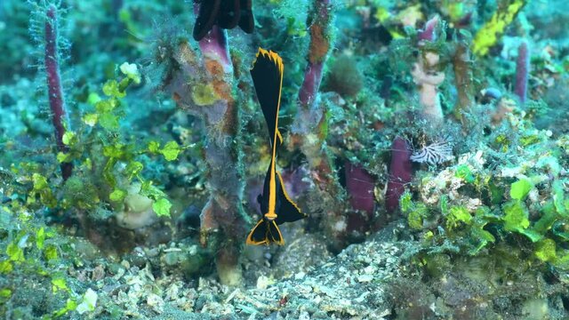 Pinnate Batfish - Platax pinnatus (juvenile). Underwater world of Tulamben, Bali, Indonesia. 4k video.	