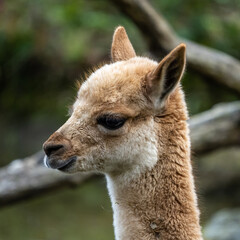 Vicunas, Vicugna Vicugna, relatives of the llama
